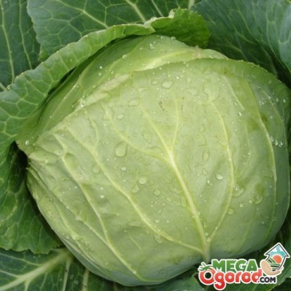 soiuri timpurii varză și caracteristici de cultivare (varză) soiuri de varză timpurie și caracteristici de cultivare