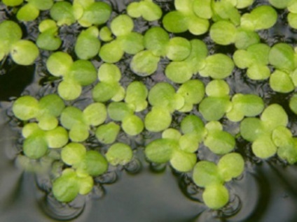 plante de coada-calului - cel mai vechi locuitor al planetei (planta) planta coada-calului - vechii locuitori ai planetei noastre