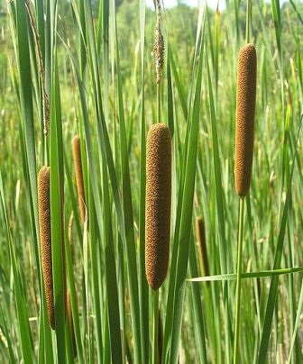 planta coada-calului - vechii locuitori ai planetei noastre (ocupant) planta coada-calului - vechii locuitori ai planetei noastre