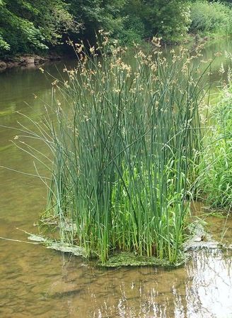 planta coada-calului - vechii locuitori ai planetei noastre (coada calului) planta coada-calului - vechii locuitori ai planetei noastre