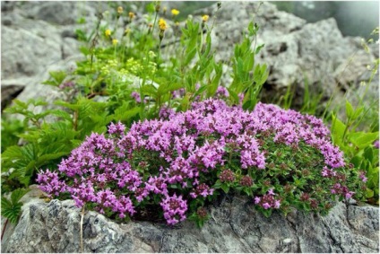 Plante pentru diapozitiv alpin (plante) Plante pentru diapozitiv alpin
