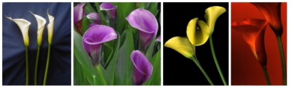 Plante si semne zodiacale - există o conexiune (semne) Plante si semne zodiacale - există o conexiune