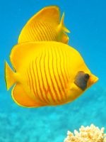 discus de reproducție (diluție) discus de reproducție