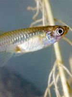 discus reproducție (discus) discus de reproducție