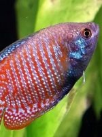 discus de reproducție (diluție) discus de reproducție