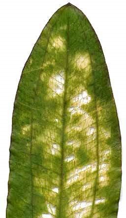 Pește mânca plante akvalover (plante) Pește mânca plante akvalover