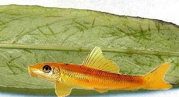 Pește mânca plante akvalover (curățare de pește) Pește mânca plante akvalover