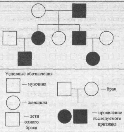 păr roșcat este trasatura recesiv sau dominant - Investește în sănătatea dumneavoastră (părinții) păr roșcat este trasatura recesiv sau dominant - Investește în sănătatea ta