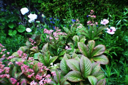 fotografii Rogers și specii, de plantare și de îngrijire în câmp deschis (Rogers) fotografii Rogers și specii, de plantare și de îngrijire în câmp deschis