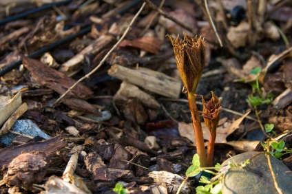 fotografii Rogers și specii, de plantare și de îngrijire în câmp deschis (Rogers) fotografii Rogers și specii, de plantare și de îngrijire în câmp deschis