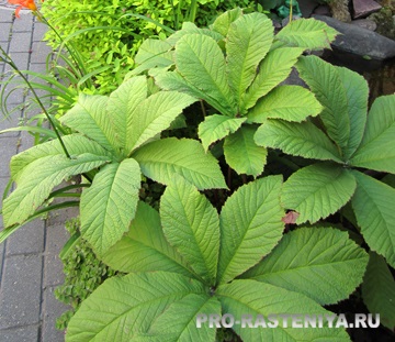 Rogers (rodgersia) (ingrijire) Rogers (rodgersia)