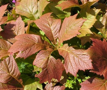 Rogers (rodgersia) (Rogers) Rogers (rodgersia)