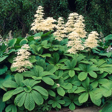 Rogers (rodgersia) (ingrijire) Rogers (rodgersia)