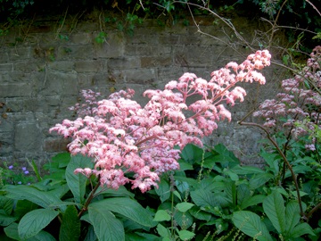 Rogers (rodgersia) (rodgersia) Rogers (rodgersia)