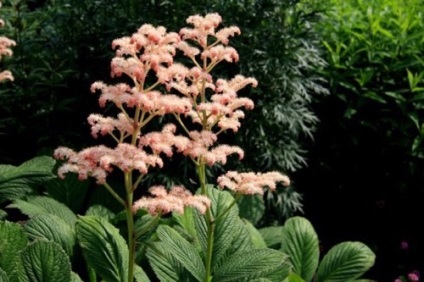 Rogers soiuri și specii cu fotografii și nume, de plantare și îngrijire în câmp deschis (Rogers de plantare și îngrijire în câmp deschis) Rogers soiuri și specii cu fotografii și nume, de plantare și îngrijire în câmp deschis