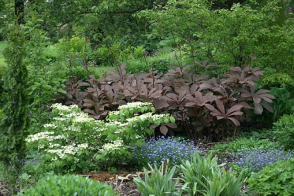 Rogers soiuri și specii cu fotografii și nume, de plantare și îngrijire în câmp deschis (plantarea Rogers și îngrijire foto) Rogers soiuri și specii cu fotografii și nume, de plantare și îngrijire în câmp deschis