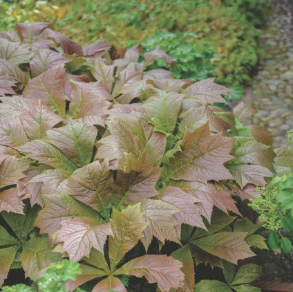 Rogers soiuri și specii cu fotografii și nume, de plantare și îngrijire în câmp deschis (Rogers de plantare și îngrijire în câmp deschis) Rogers soiuri și specii cu fotografii și nume, de plantare și îngrijire în câmp deschis