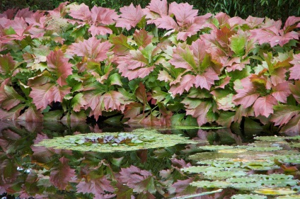 Rogers soiuri și specii cu fotografii și nume, de plantare și de îngrijire în câmp deschis (soiurile) Rogers soiuri și specii cu fotografii și nume, de plantare și îngrijire în câmp deschis