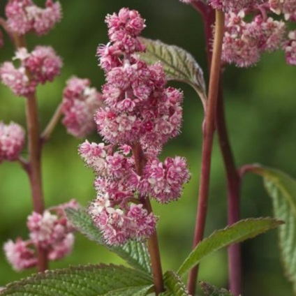 Rogers soiuri și specii cu fotografii și nume, de plantare și de îngrijire în câmp deschis (fotografii Rogers) Rogers soiuri și specii cu fotografii și nume, de plantare și îngrijire în câmp deschis