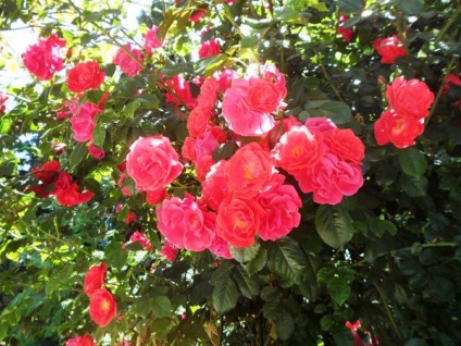 Rose soiuri si arome - cocktail dulce (varietate) soiuri și arome de trandafir - cocktail dulce