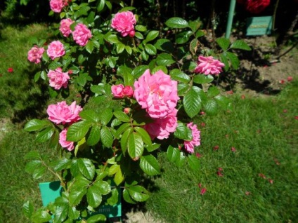 Rose soiuri si arome - cocktail dulce (varietate) soiuri și arome de trandafir - cocktail dulce