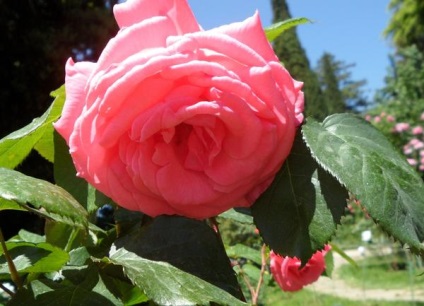 soiuri și arome Rose - cocktail dulce (picături de ulei de trandafir) soiuri și arome de trandafir - cocktail dulce