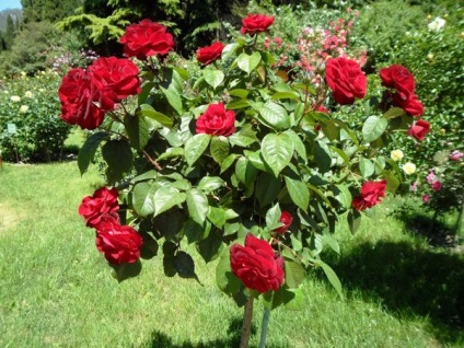soiuri și arome Rose - cocktail dulce (arome) soiuri și arome de trandafir - cocktail dulce