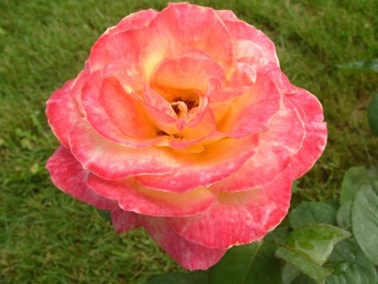 Rose soiuri si arome - cocktail dulce (varietate) soiuri și arome de trandafir - cocktail dulce