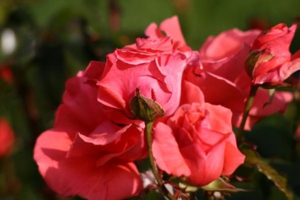soiuri și arome Rose - cocktail dulce (picături de ulei de trandafir) soiuri și arome de trandafir - cocktail dulce