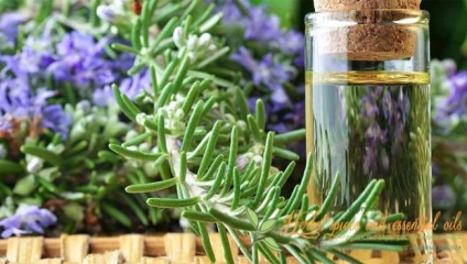 Rosemary par - secrete de frumusete si metode de utilizare (picături de ulei esențial) Rosemary par - secrete de frumusete si metode de utilizare