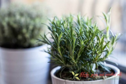 Rosemary par - secrete de frumusete si metode de utilizare (rozmarin) Rosemary par - secrete de frumusete si metode de utilizare