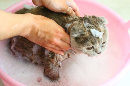 Pink pecingine la pisici și tablou clinic de metode de tratament (pisici) Pink pecingine la pisici și tablou clinic de tratament
