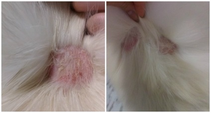 Pink pecingine la pisici și tablou clinic de metode de tratament (pisici) Pink pecingine la pisici și tablou clinic de tratament