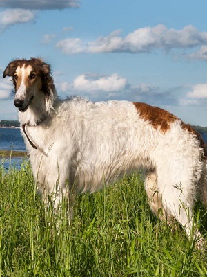 Rusă Borzoi foto și video de câine rase, culori, natura și caracteristicile rasei (rusă) Rusă Borzoi foto și video de câine rase, culori, natura și caracteristicile rasei