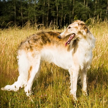 Rusă Borzoi foto și video de câine rase, culori, natura și caracteristicile rasei (Hound) Rusă Borzoi foto și video de câine rase, culori, natura și caracteristicile rasei