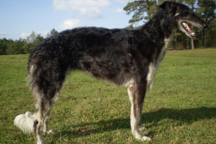 Rusă Borzoi foto și video de câine rase, culori, natura și caracteristicile rasei (Borzoi) Rusă Borzoi foto și video de câine rase, culori, natura și caracteristicile rasei