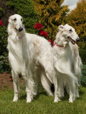 Rusă Borzoi foto și video de câine rase, culori, natura și caracteristicile rasei (câine) Rusă Borzoi foto și video de câine rase, culori, natura și caracteristicile rasei