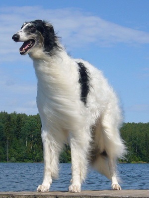 Rusă Borzoi foto și video de câine rase, culori, natura și caracteristicile rasei (rasa) Rusă Borzoi foto și video de câine rase, culori, natura și caracteristicile rasei