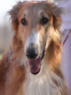 Rusă Borzoi foto și video de câine rase, culori, natura și caracteristicile rasei (rasa) Rusă Borzoi foto și video de câine rase, culori, natura și caracteristicile rasei
