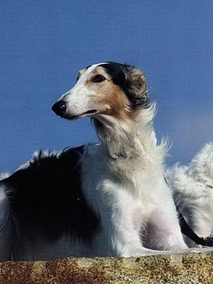Rusă Borzoi foto și video de câine rase, culori, natura și caracteristicile rasei (Hound) Rusă Borzoi foto și video de câine rase, culori, natura și caracteristicile rasei