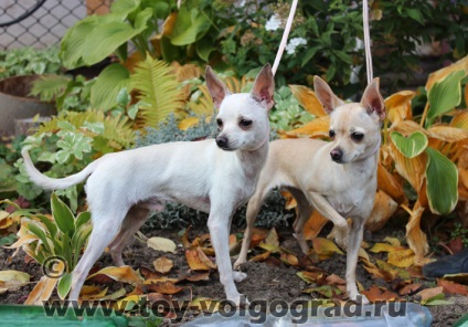 Toy terrieri românesc și coada (terrier) Toy terrieri românesc și coada