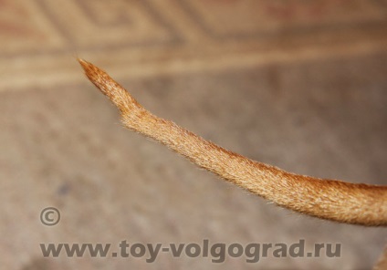 Toy terrieri românesc și coada (coada) Toy terrieri românesc și coada