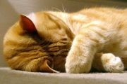 Vomei la pisici, care ar trebui să se teamă (pisici) Vărsături la pisicile care ar trebui să se teamă