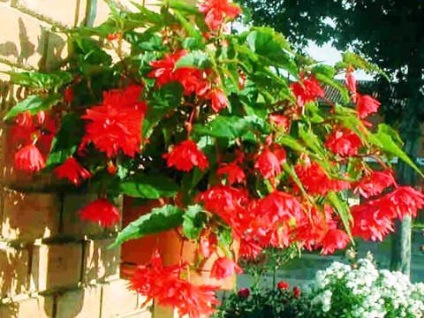 Gradinarit Begonia (Begonia vechnotsvetuschaya) Gradinarit Begonia