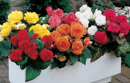 Gradinarit Begonia (Begonia) Gradinarit Begonia