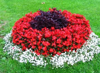Gradinarit Begonia (Begonia vechnotsvetuschaya) Gradinarit Begonia