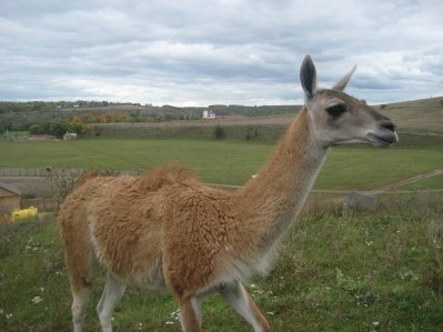Safari - Parc Kudykin Munte - concediu cu copii (parc de familie `Kudykin gora`) Safari - Parc Kudykin Munte - concediu cu copii