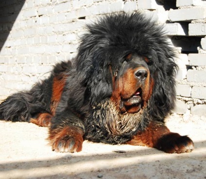 Cele mai scumpe animale din lume (lumea) Cele mai scumpe animale din lume