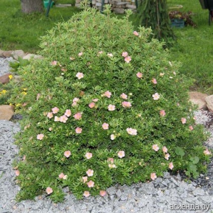 Cele mai multe arbuști și arbori interesante pentru suburbii (Viburnum buldenezh) Cele mai multe arbuști și arbori interesante pentru suburbii