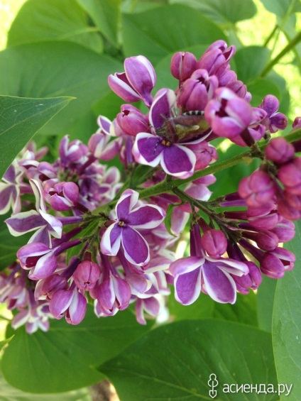 Cele mai multe arbuști și arbori interesante pentru suburbii (Viburnum opulus) Cele mai multe arbuști și arbori interesante pentru suburbii